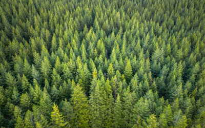 Soil Sampling vs. Magnetic vs. Gravity Surveys in Canada’s Covered Terrain